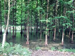 -桤木河湿地公园