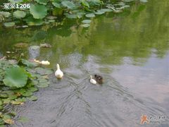 -紫竹院公园冰场