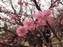 -秀丽东方