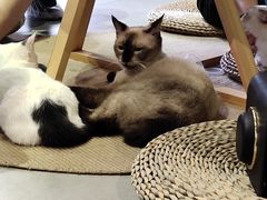 -Heymao猫咖.咖啡厅(东门店)