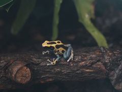 -上海大自然野生昆虫馆(东方明珠·爬宠昆虫探索中心)