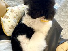 -BABIT巴比特宠物(MOMOPARK店)