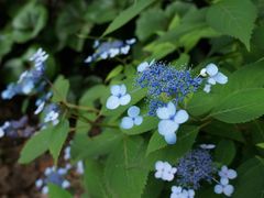 -柱状节理带