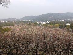 -香雪海