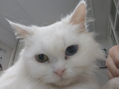 -楼上猫咖(罗湖店)