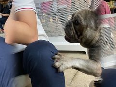 -柯斗斗主题餐厅·狗咖·围炉煮茶·茶饮(国瑞升平里店)