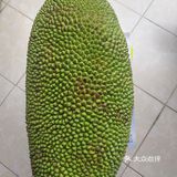 菠萝菠萝蜜