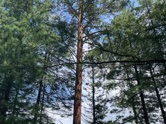 -峡谷浮石林景区