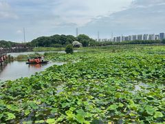 -荷塘月色湿地公园·向阳花洲