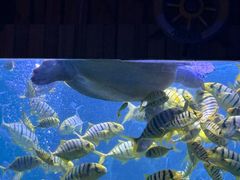 -左海海底世界