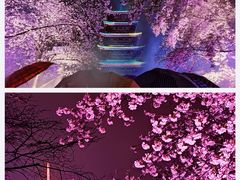 -东湖磨山景区樱花园-停车场