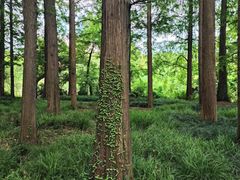 -采石矶景区