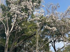 -秋霞圃