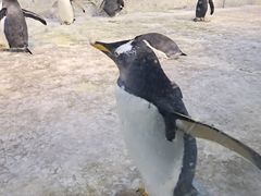 -芜湖新华联大白鲸海洋公园