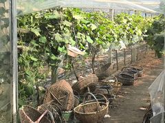 -马陆小张葡萄园农家乐