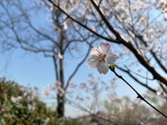 -顾村公园