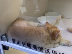 -小猫来了·猫舍(红山六九七九店)