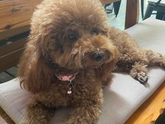 -半坡九号老挝冰咖啡