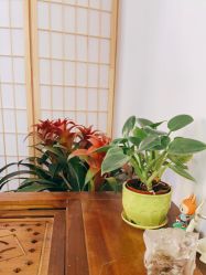 -Nora阿育吠陀·瑜伽·整体疗愈苑
