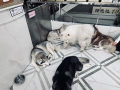 -星多哈·狗咖·拼豆·咖啡