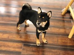 -豆柴町-柴犬主题狗咖(红鼎国际C座店)