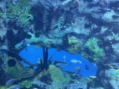 -珠海长隆海洋王国