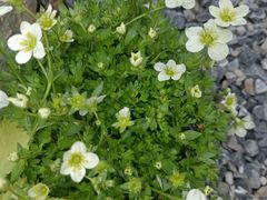 -Jo's Garden