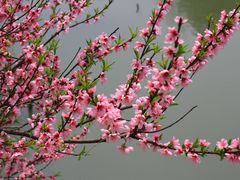 -南汇桃花村