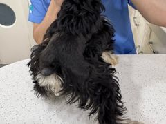 -佳雯宠物医院·皮肤科·内外科(春晓路分院)