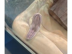 -上海大自然野生昆虫馆(东方明珠·爬宠昆虫探索中心)