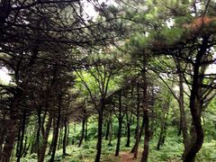 -鲁山国家森林公园