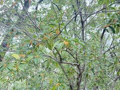 -白塘生态植物园