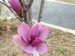 -东莞植物园