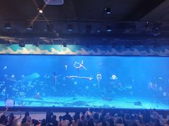 -烟台海昌鲸鲨海洋公园