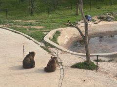 -青藏高原野生动物园