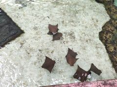 -新加坡水上探险乐园