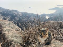 -崂山巨峰游览区