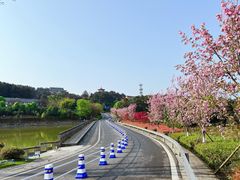 -铁山坪森林公园