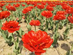 -郑州中国绿化博览园