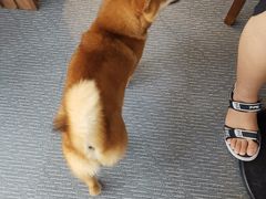 -柴源莊·柴小宠柴犬咖啡