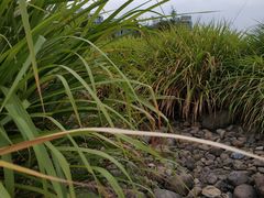 -白塘生态植物园