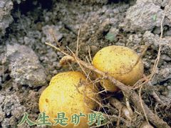 -阳台山森林公园