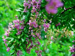 -国家植物园南园