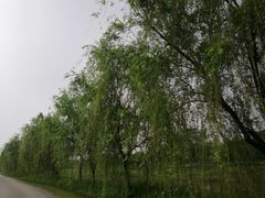 -梁鸿国家湿地公园