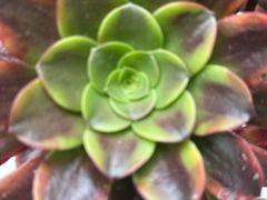 -呀路古热带植物园