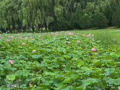 -东郊湿地公园