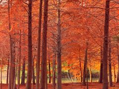 -上海海湾国家森林公园