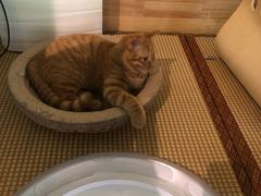 -喵屿·大理花园猫咖