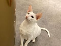 -飞行喵MR PILOT|猫舍·猫咖(静安大融城店)
