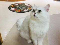 -猫和宫(六道口店)